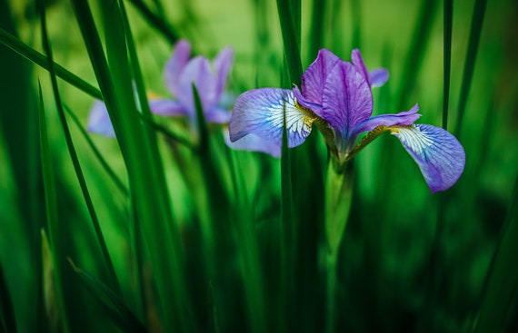 Púrpura Iris Flores Iris Azul Impresión de Arte Flor - Etsy México Púrpura Iris Flores Iris Azul Impresión de Arte Flor - Etsy México