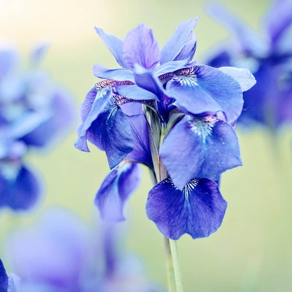 Iris Flower Photography,Siberian Iris Print,Turquoise and Mint,Blue Iris Portrait,Nature Photo,Floral Nursery Decor,Aqua Blue Purple Flower
