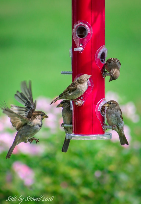 Sparrow Photographycute Baby Birds Printbird In Etsy