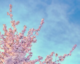 Cherry Blossom Tree Photography, Pastel Pink Floral Print