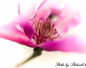Pink Saucer Magnolia Tree Flower Photography, Pink Blossoms, Fine Art, Magnolia, Tree Picture, Floral Photography Pink Pastel, Nursery Art