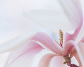 Magnolia Blossom Print,Pink Magnolia Flower Photography,Pink Blossoms,Magnolia Tree,Southern Home Decor,Floral Nursery Decor,Pink Pastel