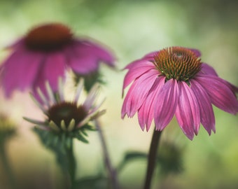 Floral Art,Flower Botanical Art Print,Pastel Floral Nursery Art Print,Coneflower Print,Nature Artwork,Pink Coral Mint Flower Fine Art Photo