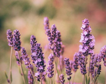 Farmhouse Wall Art, Lavender Flowers, Wild Flower Picture, Floral Wall Decor, Nature Photography, Rustic Farm Prints, Fine Art Photography