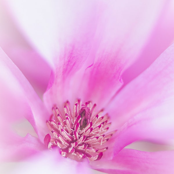 Magnolia Blossom Print,Pink Magnolia Flower Photography,Pink Blossoms,Magnolia Tree,Southern Home Decor,Floral Nursery Decor,Pink Pastel