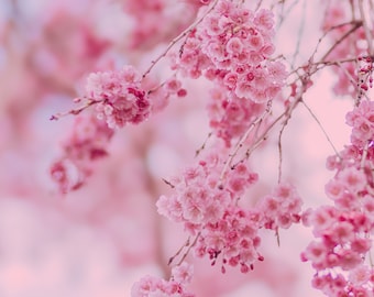 Pink Cherry Blossom Tree Photography Print, Pastel Floral Nursery Wall Decor