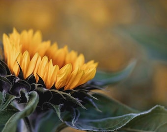 Sunflower Photography Print, Sunflower Kitchen Decor, Sunflower Picture, Sunflower Wall Art, Yellow Sunflower Field, Botanical Fine Art