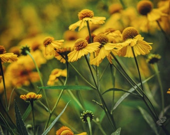 Yellow Wildflowers Fine Art Photography