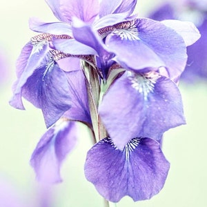Iris Flower Photography,Siberian Iris Print,Lavender and Mint,Pastel Iris Portrait,Nature Photo,Floral Nursery Decor,Blush Pink Iris Flower