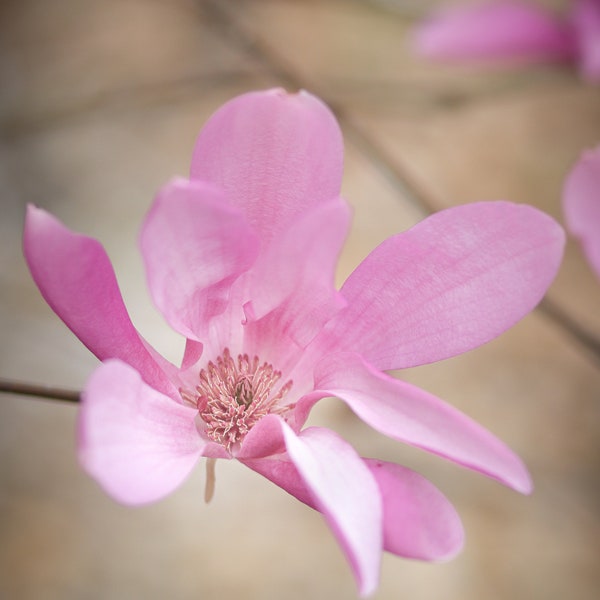 Magnolia Flower, Pink Blossoms, Pink Nursery Floral Decor, Magnolia Fine Art Print, Floral Photography, Pink Pastel, Southern Home Wall Art