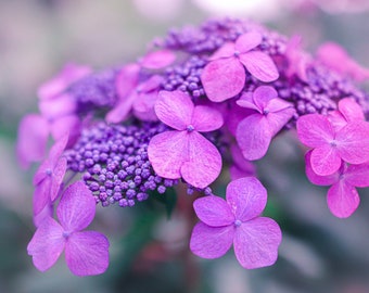 Hydrangea Flower photography,Hydrangea print,Floral Nursery Wall Art,Pink and Mint,Floral Cottage Decor,Spring Hydrangea Fine Art Photograph