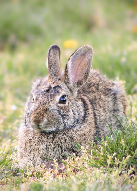 Rabbit Print spring Bunny Wall Art cute Rabbit Picture baby Animal