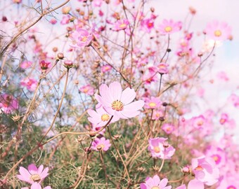 Flower Photography, Fine Art Nature Photography Print, Botanical Photography, Floral Pink Cosmos Flower, Pink Pastel Floral Nursery Decor