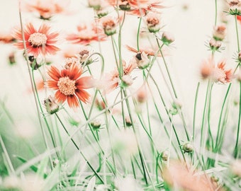 Wildflower Photography,Daisy Flower Print,Orange Yellow Mint Green,Meadow Flowers,Botanical Art,Country Home Wall Decor,Field of Flowers