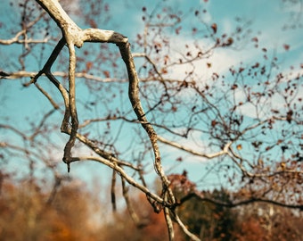 Autumn Landscape, Fall Foliage Nature Photography, Red Autumn Trees, Fine Art Photography, Autumn Landscape Nature Print, Autumn Sky Photo