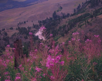 Wildflower Art,Wyoming Mountains,Rustic Cabin Decor,Hillside Pink Wildflowers,Montana Fireweed,Yellowstone National Park Fine Art Photograph