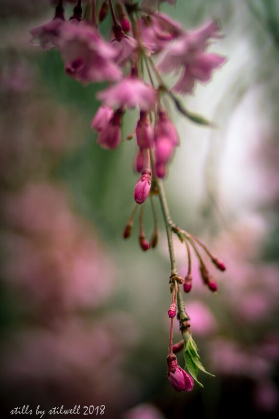 Płacz Kwitnące Wiśnie Drzewo Fotografia Różowe Kwitnące Drzewo Romantyczny Ogród Sztuki Shabby Chic Marzycielski Kwiatowy Nadruk Artystyczne