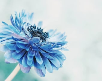Anemone Art Print,Flower Photography,Pastel Blue Floral Wall Art, Cottage Chic Decor,Aqua Blue,Pastel Floral Nursery Decor,Fine Art Photo