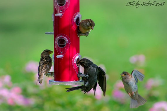Sparrow Photographycute Bird Printbird In Flightsparrows On Etsy