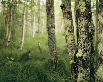 White Birch Tree Grove,Birch Trees Fine Art Photography,Birch Trees Wall Decor, Birch Tree Forest,Summer Landscape,Green Zen Garden Art