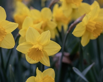 Daffodil Photography, Yellow Flower Print, Daffodil Art, Yellow Flower Art, Yellow Nursery, Daffodil Print, Country Home Botanical Art Print