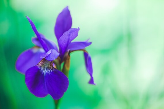 Purple Iris Flowersblue Irisflower Art Printiris Flower Etsy