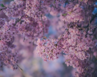 Pink Cherry Blossom Tree Photography, Pastel Floral Fine Art Print