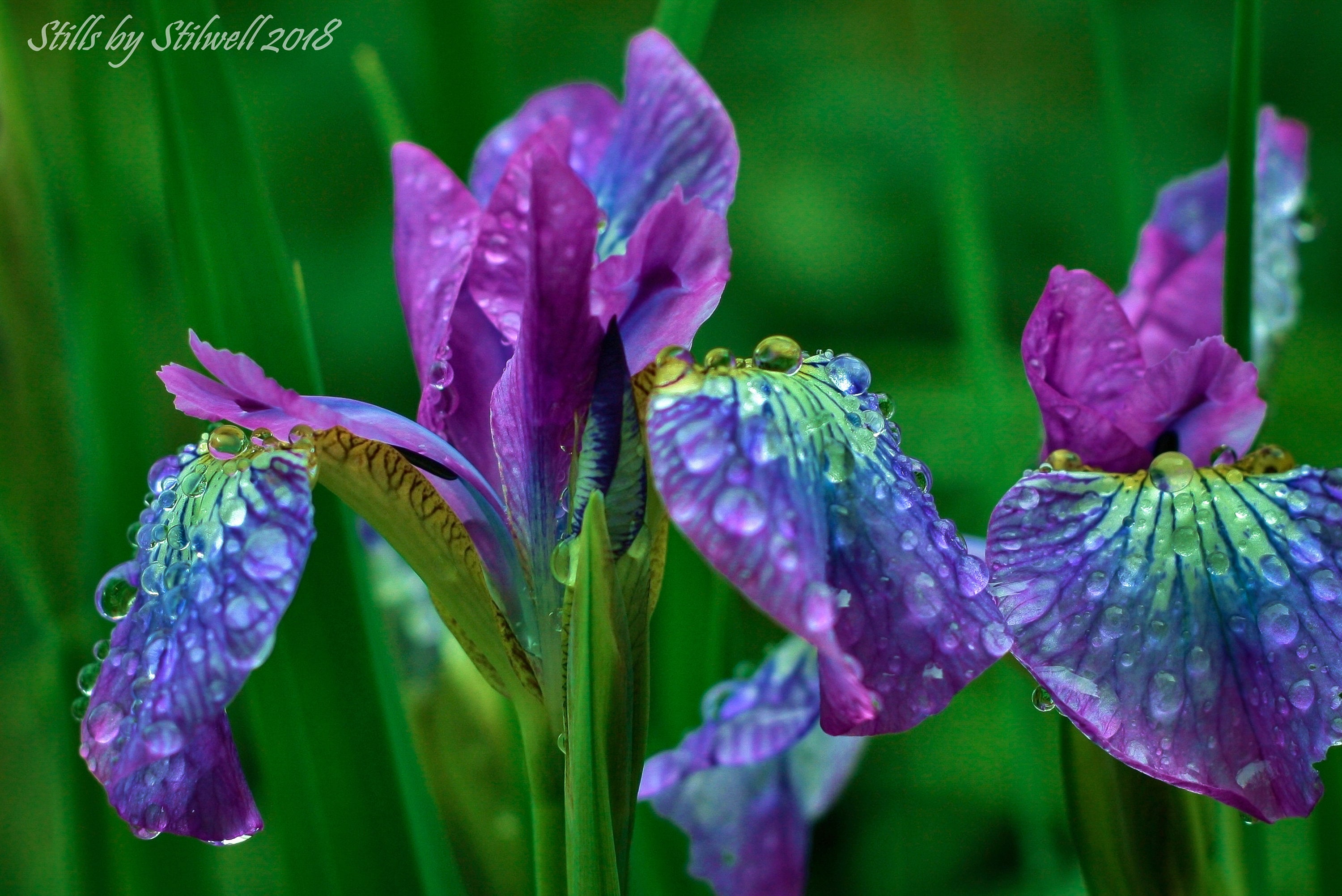 Purple Flower PhotoSiberian Iris PrintFlower GardenSpring Etsy
