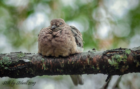 Dove Photography Sleeping Bird Nursery Decor Mourning Dove Print Nature Photography Cute Bird Print Peaceful Dove Art Baby Animal Wall Art