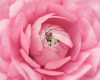 Ranunculus Flowers, Pink Floral Print, Shabby Chic Decor, Pink Flower Photos, Ranunculus Flower Print, Pink Ranunculus Flowers, Nursery Art