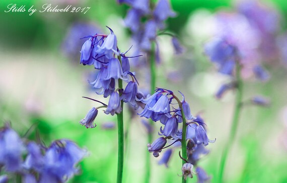 Fotografia De Flores Flor De Lirio Azul De Campanilla Etsy