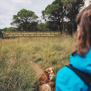 Ratgeber zur Hundeerziehung: Grundkommandos den Hund in die Gesellschaft integrieren image 6