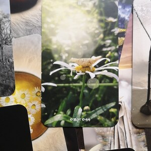 Pu&ograve; includere: Una carta dei tarocchi raffigurante una margherita con petali bianchi e centro giallo. Lo sfondo &egrave; sfocato, con vegetazione e luce solare. La parola "empress" &egrave; scritta in bianco in basso sulla carta. Parte di un mazzo.