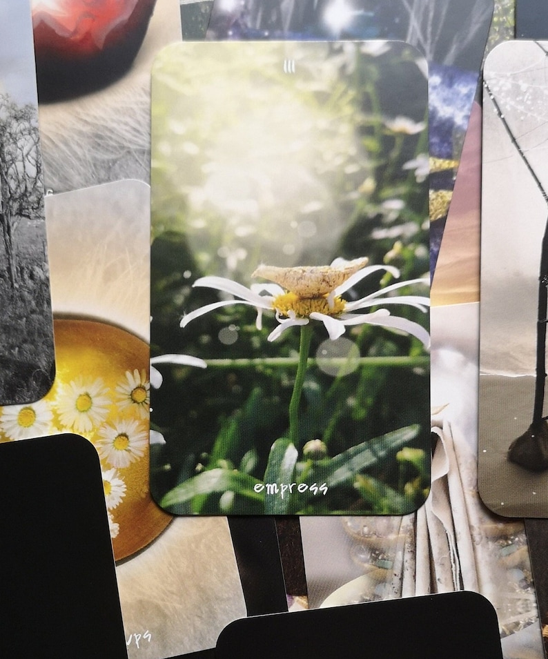 Pu&ograve; includere: Una carta dei tarocchi raffigurante una margherita con petali bianchi e centro giallo. Lo sfondo &egrave; sfocato, con vegetazione e luce solare. La parola "empress" &egrave; scritta in bianco in basso sulla carta. Parte di un mazzo.