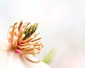 Nature Photography Minimalist Fine Art Print Floral Art Nature Home Decor Flower Photograph PInk White Minimalist Dreamy Photography teamt