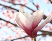 Spring Decor Spring Art Print Pretty Pink and Blue Home Decor Wall Art Original Nature Photography Fine Art Photograph