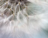 Nature Photograph Unique Minimalist Abstract Picture Wall Art Home Decor Abstract Photography White Mint Dreamy Soft Macro Minimalist Art