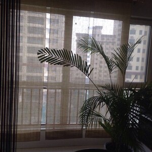 May include: A potted palm tree sits in front of a window with sheer curtains. The window looks out onto a city skyline.