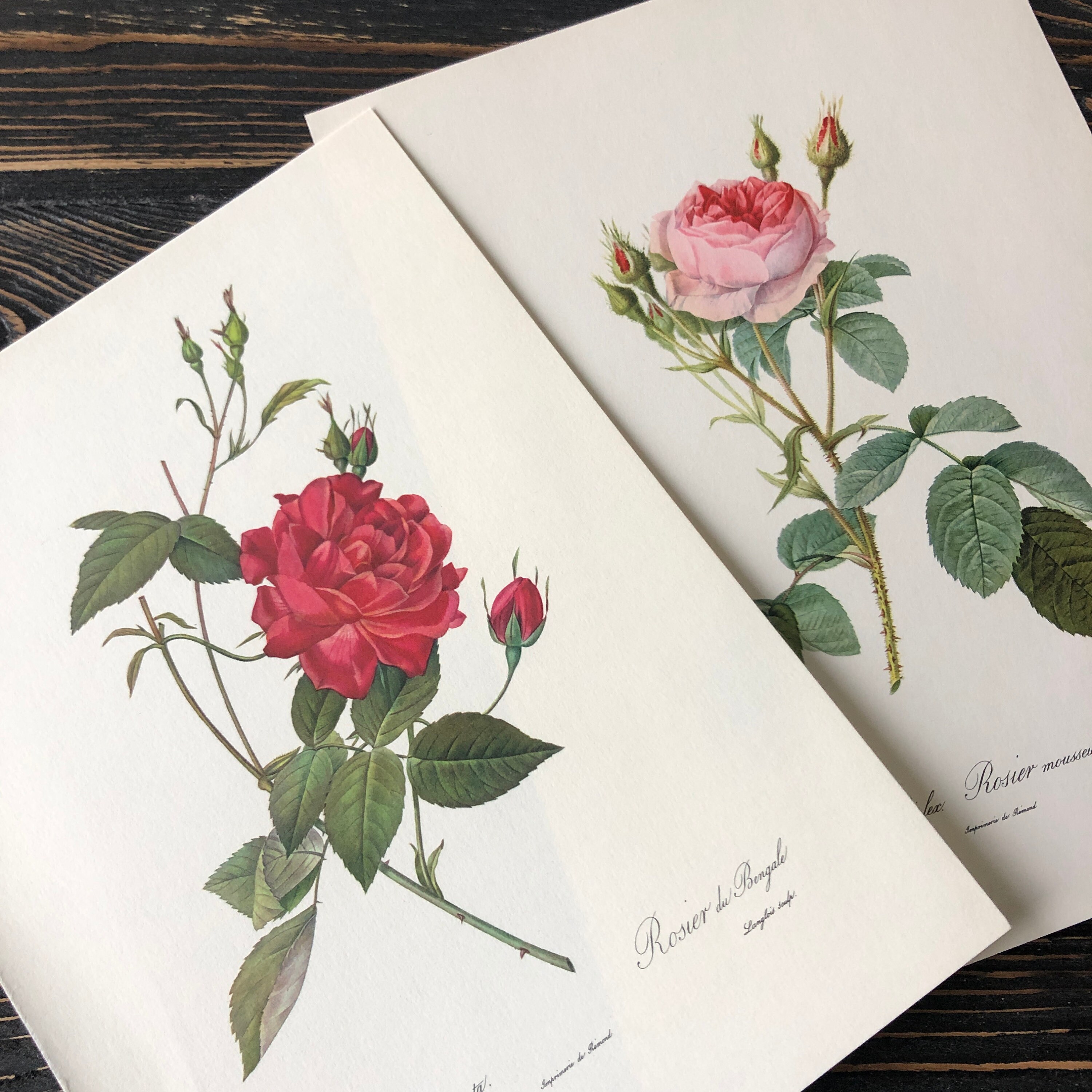 Vintage botanical prints set of 2 roses Red Rose Rosa indica | Etsy