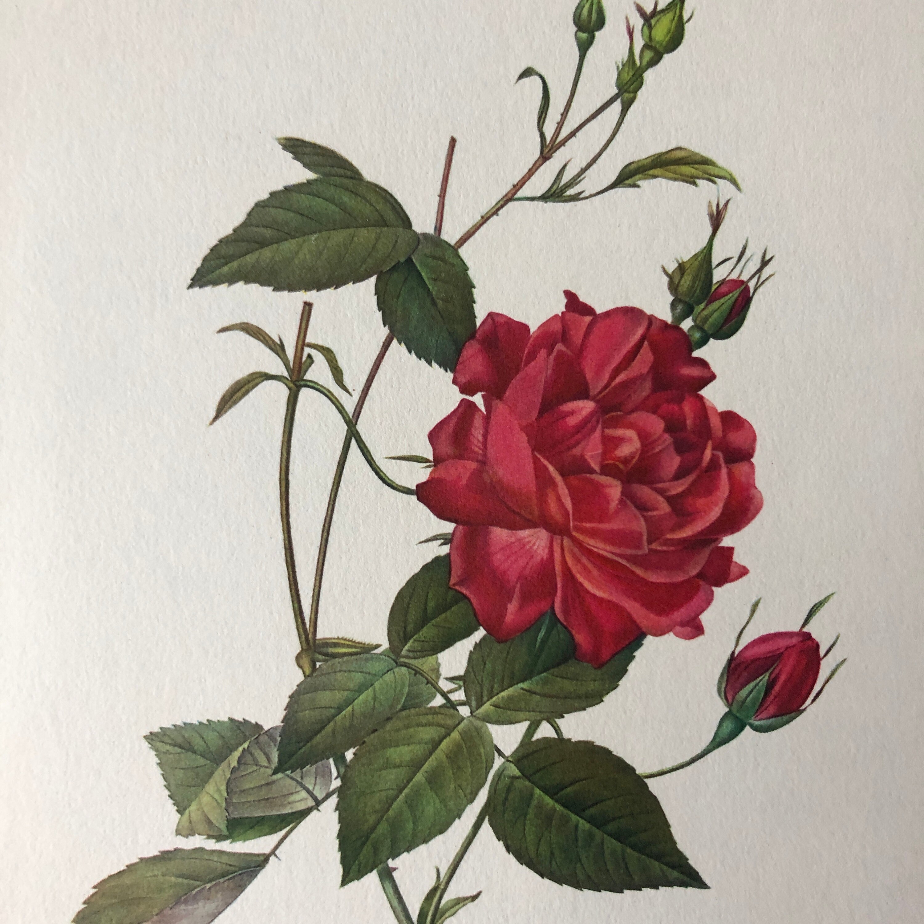 Vintage botanical prints set of 2 roses Red Rose Rosa indica | Etsy