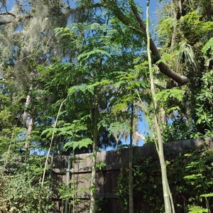 25 Organic Moringa Seeds, Grown in Florida USA Moringa Oleifera Drumstick Malunggay