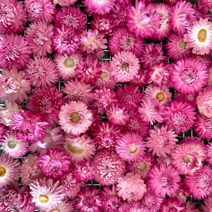 Pink Dried Strawflowers, preserved dried flowers, everlasting flowers, wedding diy, soap making, straw flowers, pink dried flowers for resin