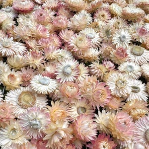 Dusty Pink Dried Strawflowers, Blush straw flowers, rose preserved flowers, everlasting flowers, wedding diy, candle making, resin, soap