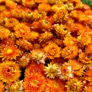 Orange Dried Strawflowers, preserved dried flowers, everlasting flowers, wedding diy, soap making, straw flowers, dried flowers for resin