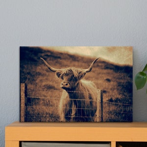 Galloway Rind Leinwand Hochlandrind Stier Druck Fotografie 40 x 30 cm Kunst Fotografie