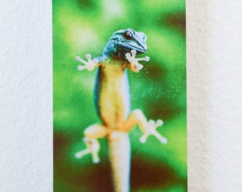 Gecko Eidechse Foto Photo XXL Postkarte 11 x 22 cm