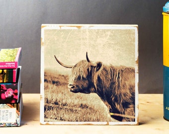 Bull, Highland cattle, Galloway cattle, Scotland, photo on wood 22 x 22 cm, handmade