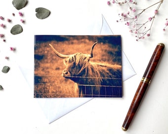 Scotland Galloway Cattle Folded Card with Envelope Greeting Card