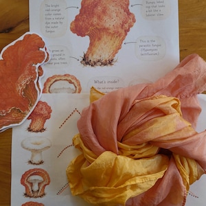 Può includere: Un foglio educativo stampato intitolato Lobster Mushroom Hypomyces lactifluorum con illustrazioni di funghi, accompagnato da una sciarpa di seta leggera e piegata in tonalità sfumate di giallo vibrante e arancione corallo tenue.
