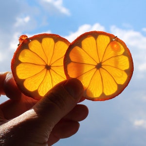 Orange earrings fake food jewelry orange slice earrings citrus jewelry polymer clay jewelry orange slice jewelry funny earring Fruit earring